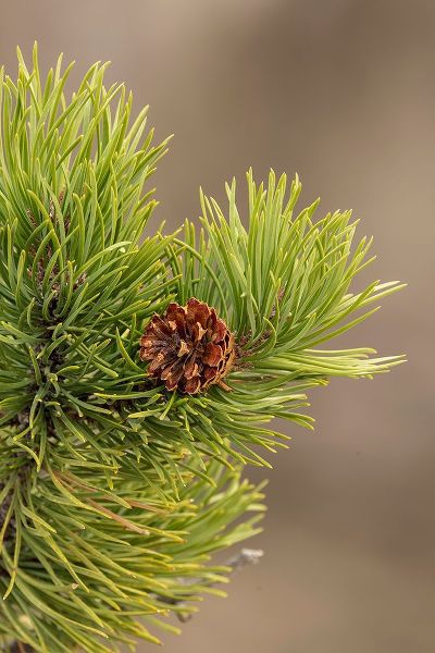 Jones, Adam 아티스트의 Lodgepole pine and pinecone-Yellowstone National Park-Wyoming작품입니다.